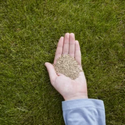 Verve Easy Start Coated Grass Seeds, 1.5kg 10 Verve Easy Start Coated Grass Seeds, 1.5kg -Garden - Landscaping Store verve easy start coated grass seeds 1 5kg3663602947493 01i