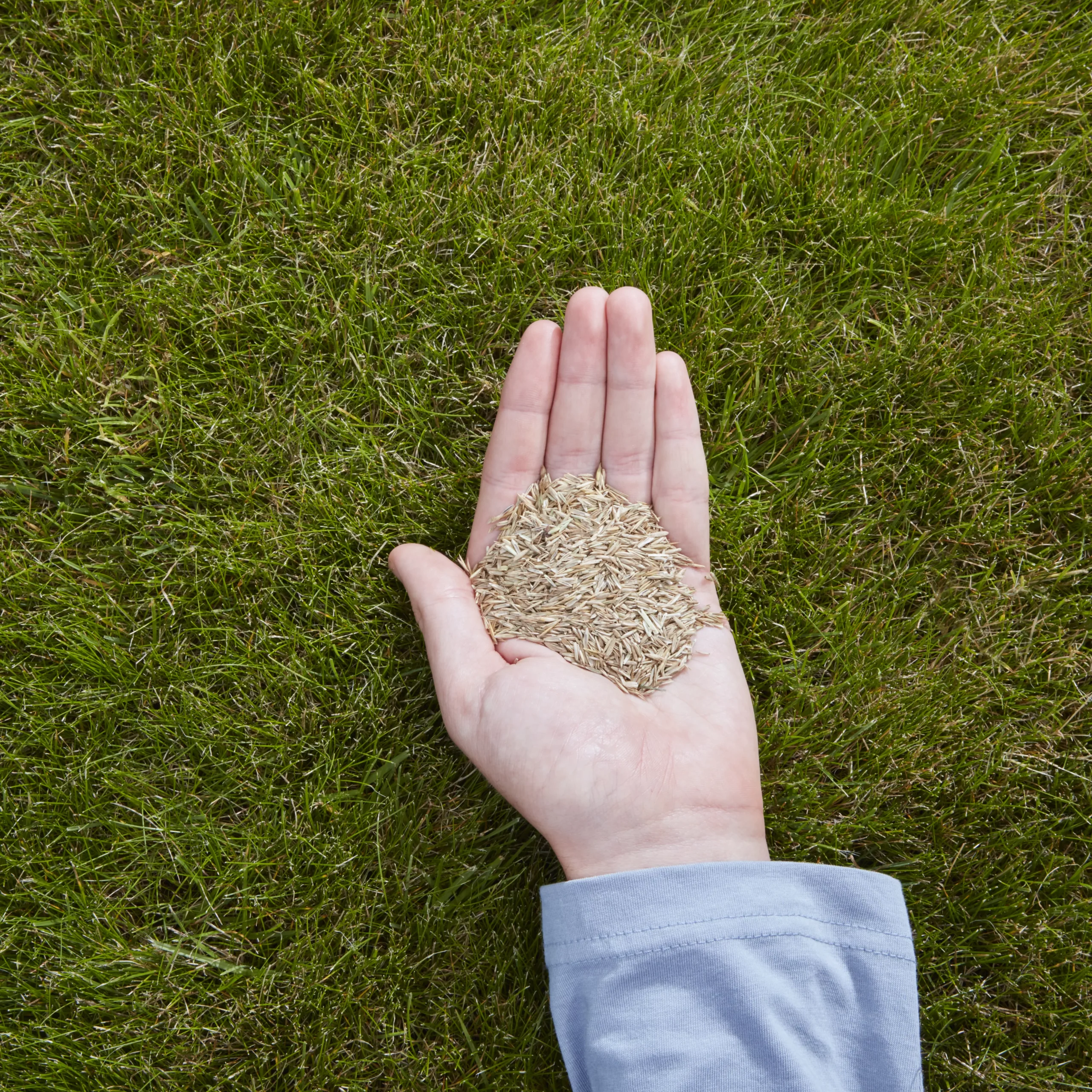 Verve Easy Start Coated Grass Seeds, 1.5kg 5 Verve Easy Start Coated Grass Seeds, 1.5kg - Image 3