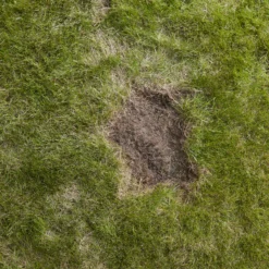 Verve Easy Start Coated Grass Seeds, 1.5kg 13 Verve Easy Start Coated Grass Seeds, 1.5kg -Garden - Landscaping Store verve easy start coated grass seeds 1 5kg3663602947493 04i