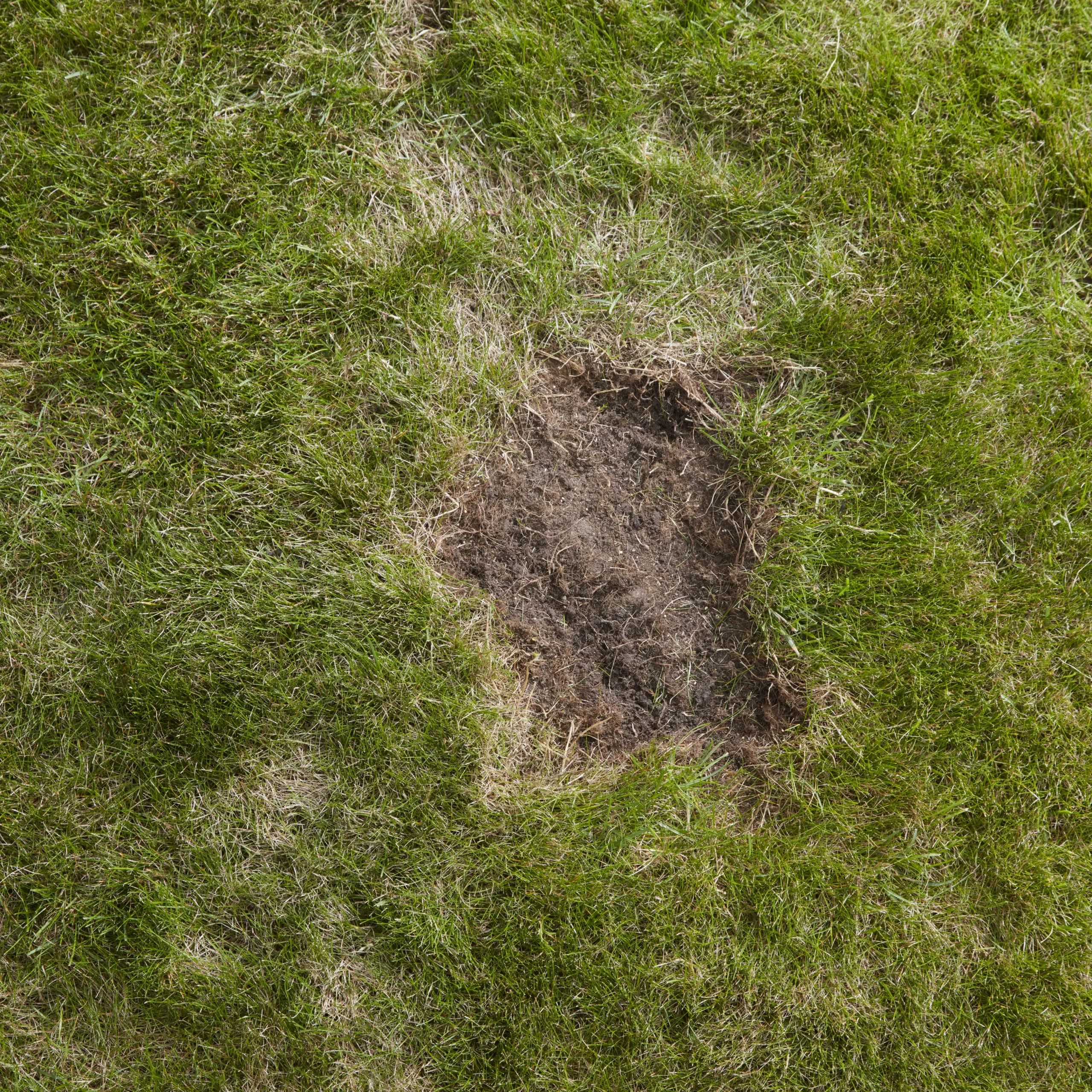 Verve Easy Start Coated Grass Seeds, 1.5kg 8 Verve Easy Start Coated Grass Seeds, 1.5kg - Image 6