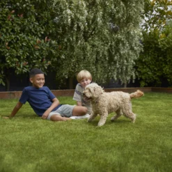 Verve Family & Sports Grass Seeds, 1.5kg 20 Verve Family & Sports Grass Seeds, 1.5kg -Garden - Landscaping Store verve family sports grass seeds 1 5kg3663602947516 05i