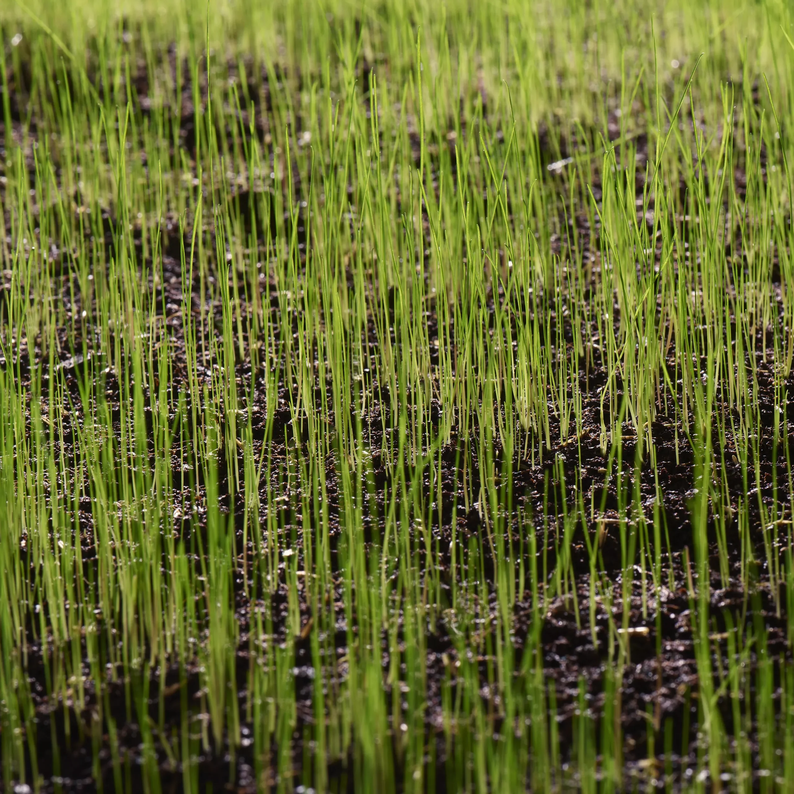 Verve Family & Sports Grass Seeds, 1.5kg 14 Verve Family & Sports Grass Seeds, 1.5kg - Image 12