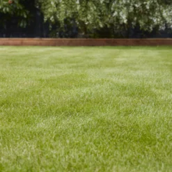 Verve Grass Seeds, 10kg -Garden - Landscaping Store verve grass seeds 10kg3663602947455 01i