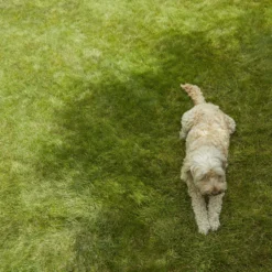 Verve Shady Grass Seeds, 1.25kg -Garden - Landscaping Store verve shady grass seeds 1 25kg3663602947554 01i