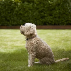 Verve Shady Grass Seeds, 1.25kg -Garden - Landscaping Store verve shady grass seeds 1 25kg3663602947554 02i