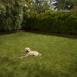 Verve Shady Grass Seeds, 5kg 10 Verve Shady Grass Seeds, 5kg -Garden - Landscaping Store verve shady grass seeds 5kg3663602947554 03i