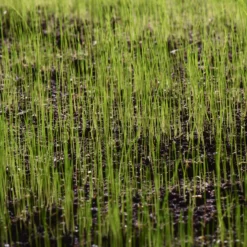 Verve Sunny Grass Seeds, 5kg -Garden - Landscaping Store verve sunny grass seeds 5kg3663602947516 10i